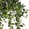 3.5ft. Stephanotis Flowering Plant in Hanging Basket